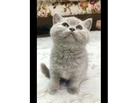 British shorthair dişi lilac