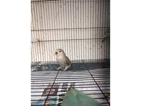 Yavru ele alıştırmalık sevda papağanı bebekler