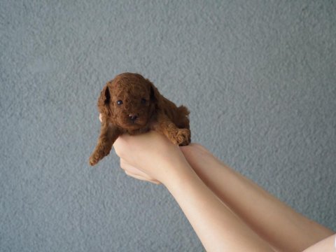 Rezerveye uygun toy poodle
