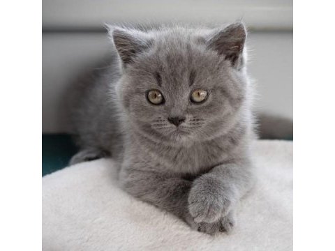 British shorthair yavruları