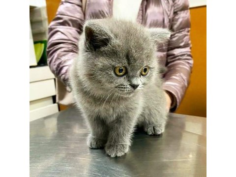 British shorthair yavruları