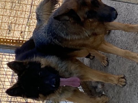 Orjinal uzun tüy alman çoban köpeği yavrular