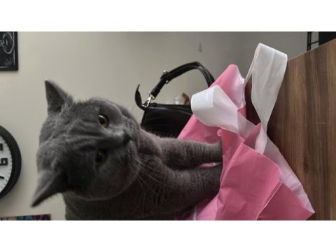 3 yaşında erkek british shorthair