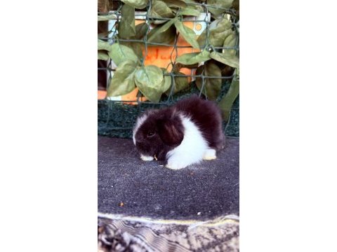 Safkan hollanda teddy lop tavşan yavrular