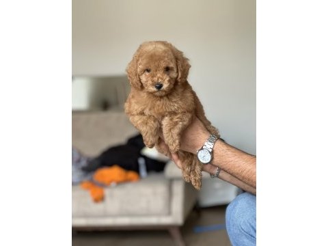 Secereli toy poodle yavruları