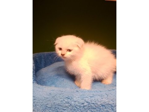 Scottish fold bebeğimiz