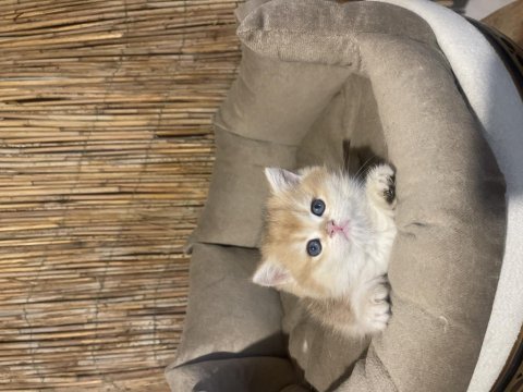 Anne baba şecereli ny12 renk kodlu safkan british shorthair