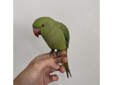 Full evcil pakistan papağanı