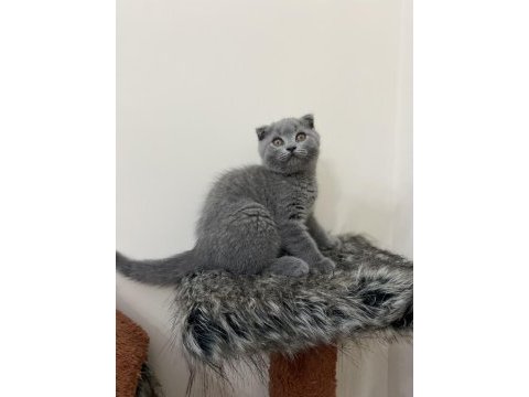 2 aylık scottish fold yavrular 1 dişi 1 erkek