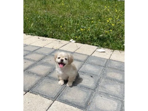 Aşıları tam yavru pekinez