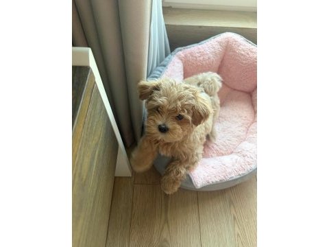 Kore teacup maltipoo yavrular