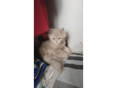 2 şebek kedimize acil yeni yuva arıyoruz