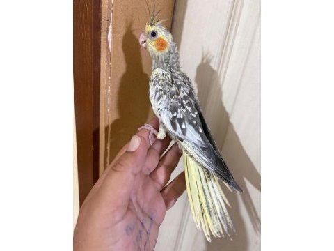 44 günlük kusursuz sulyan papağanı bebek