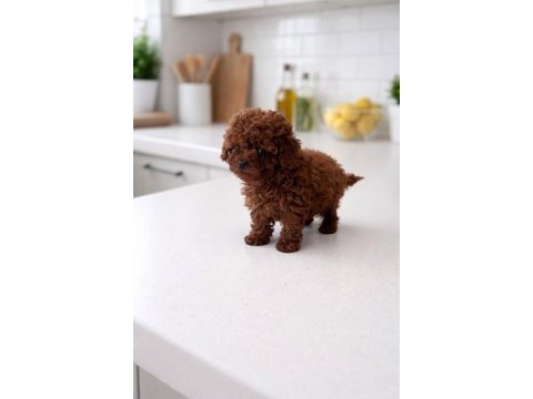 En sevimli toy poodle bebekler