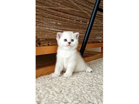 Çok güzel suratlı iki kız kardeş kediler