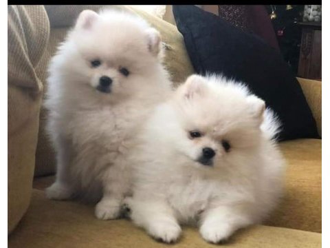 Pomeranian spitz yavrular