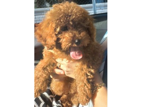 3 aylık toy poodle