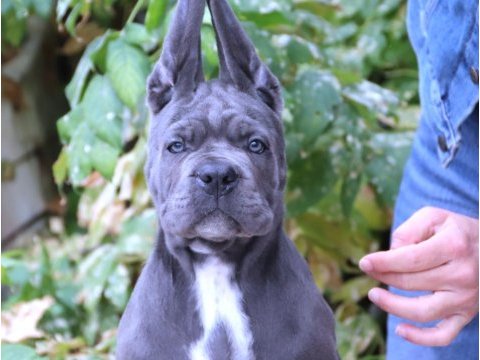 Fcı-kıf secereli safkan cane corso yavrularımız