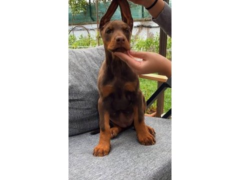 King doberman yavruları