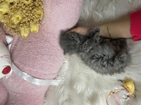 2 aylık oyuncu ayı surat british longhair yavrular