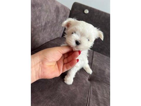 Orijinal kore kan maltese erkek bebeğim