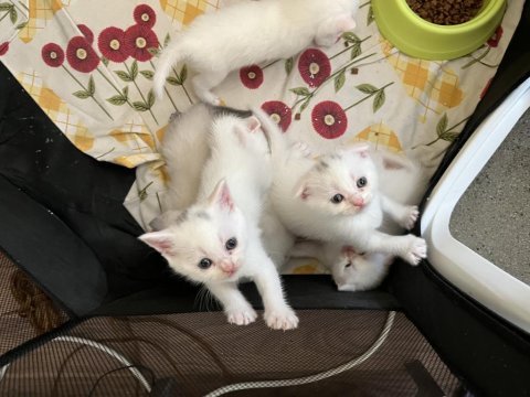 Pamuk scottish fold kardeşler