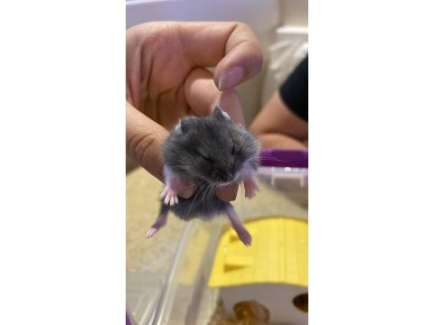 Yavru gonzales hamster
