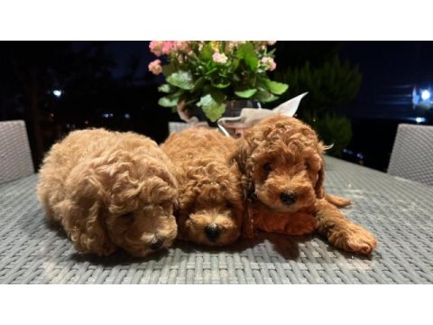 Toy poodle kg garantili