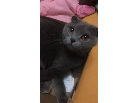 Minik prenses scottish fold