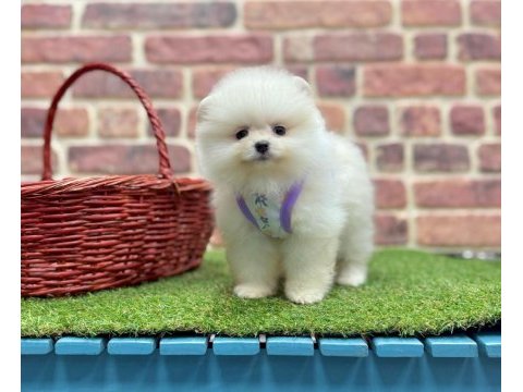 Mersinden pomeranian boo köpeğimiz