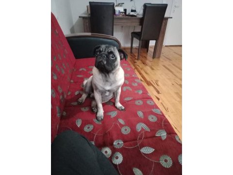 Inanın çok seveceksiniz pug