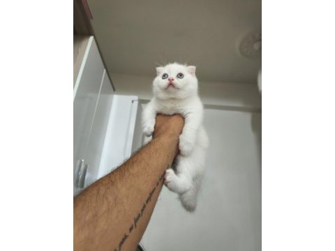 British shorthair yavrularımız sahiplendirilecektir