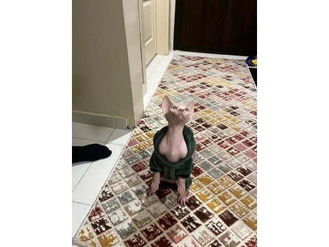 Sfenks pembe erkek kedi