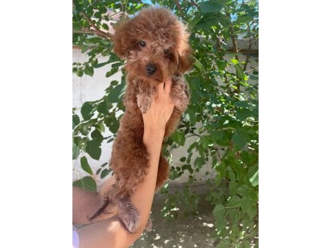 8 aylık erkek 20 cm kore poodle