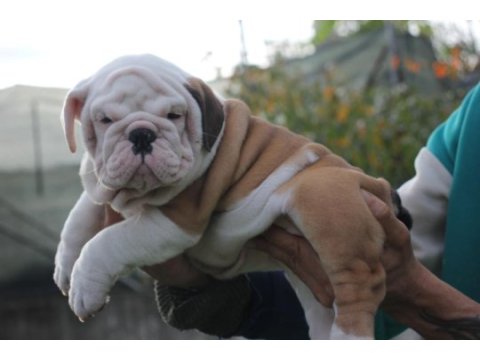 İngiliz bulldog şehirin dedikoduları