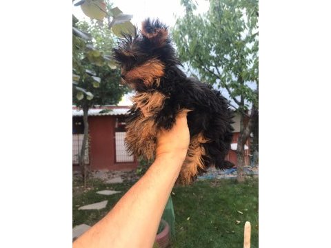 Terrier yorkshire yavrularımız tüm illere