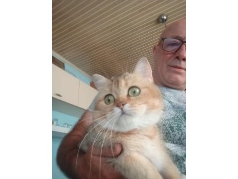Golden british shorthair dişi