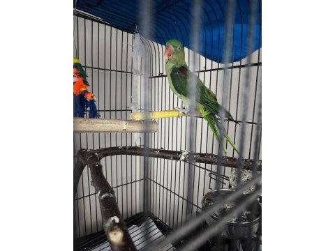 8aylık bebek alexander papağanı