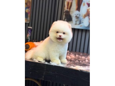 Yavru pomeranian boolarımız