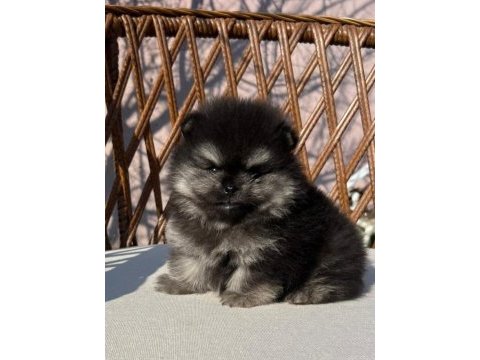 Orjinal tam ayı surat garantili pomeranian yavrularım