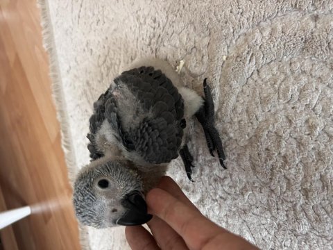 Jako papağanı yavrusu el beslemesi yapmak önemli