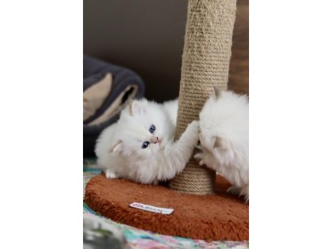 Safkan cana yakın sosyal british longhair bebekler