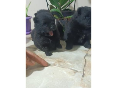 Pomeranian boo köpeğimiz