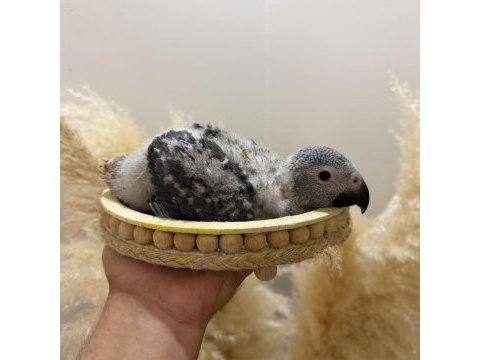 Bebek jako papağanı