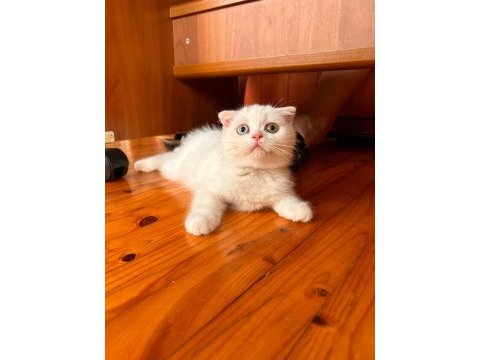Scottish fold yavru kedilerimiz