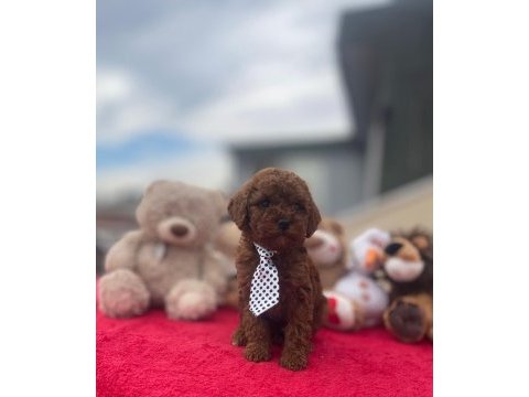 Kg garantili poodle yavrular