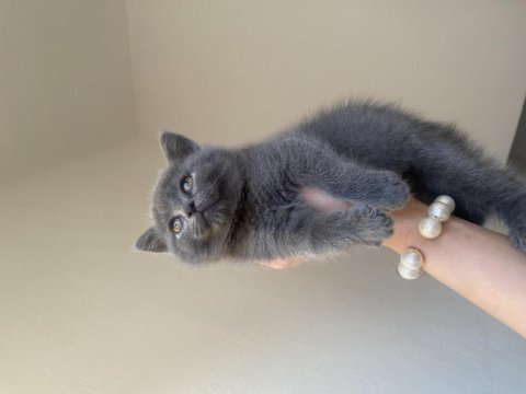 Dişi ve erkek british shorthair yavrular