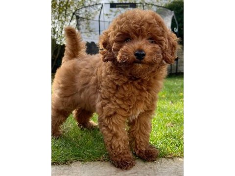 Orjinal toy poodle yavrumuz 