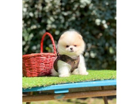 Safkan pomeranian boo yavrularımız