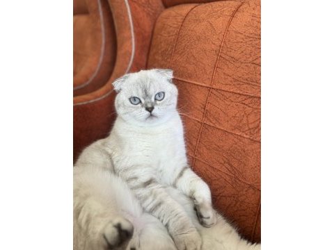 Scottish fold inci kızıma kendi çocuğu gibi bakacak yuva